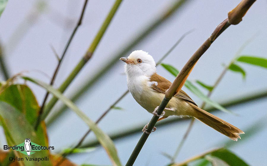 Bhutan - Spring Birding Tour_India - Kaziranga extension 