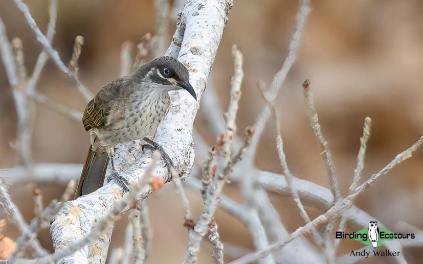 Australia Top Ending birding report