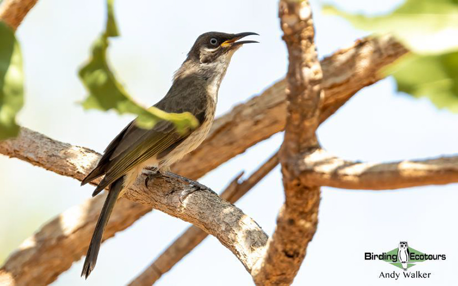 Australia September 2023 birding