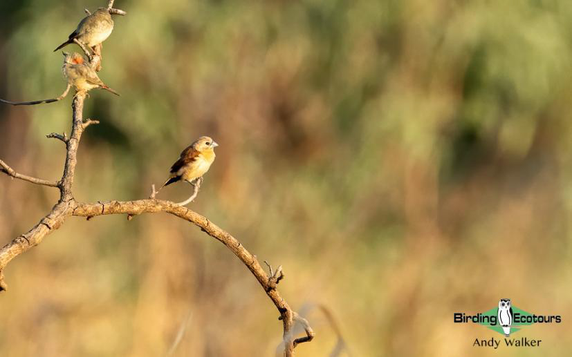 Australia Top Ending birding report
