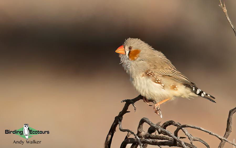 Alice Springs birding trip report