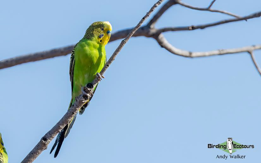 Australia October 2023 birding