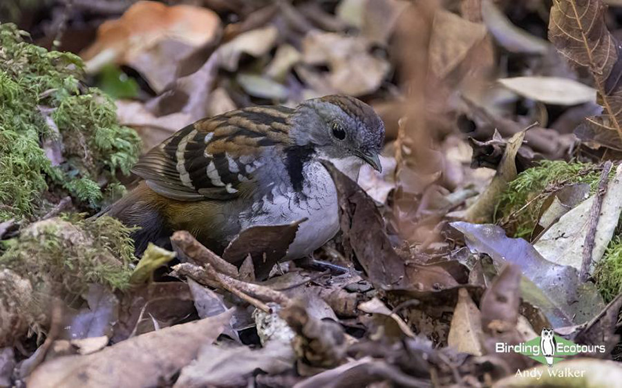 eastern australia report