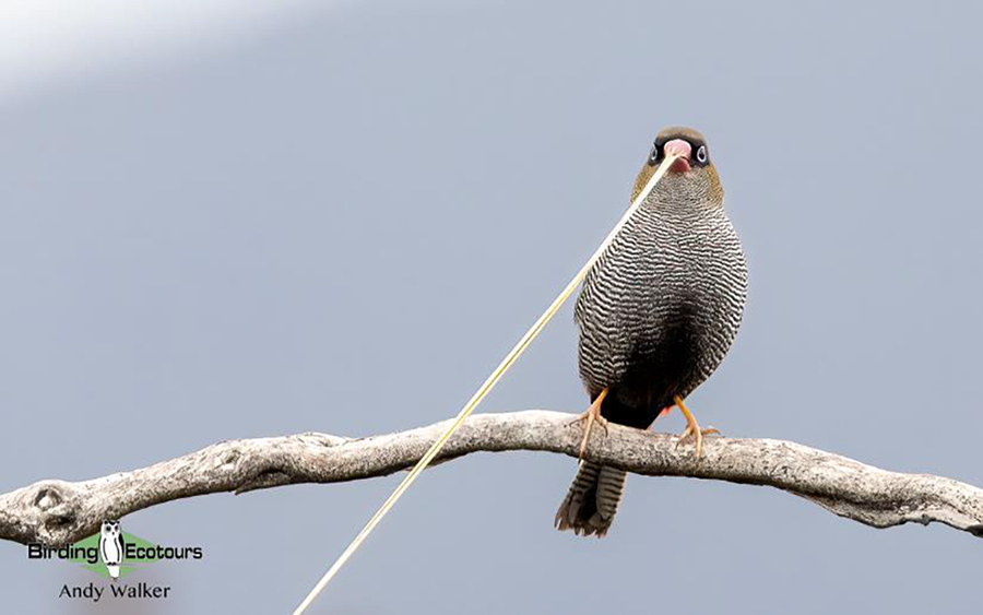 Tasmania birding report