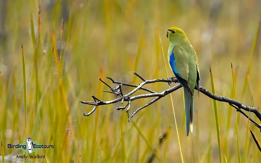 Tasmania birding report