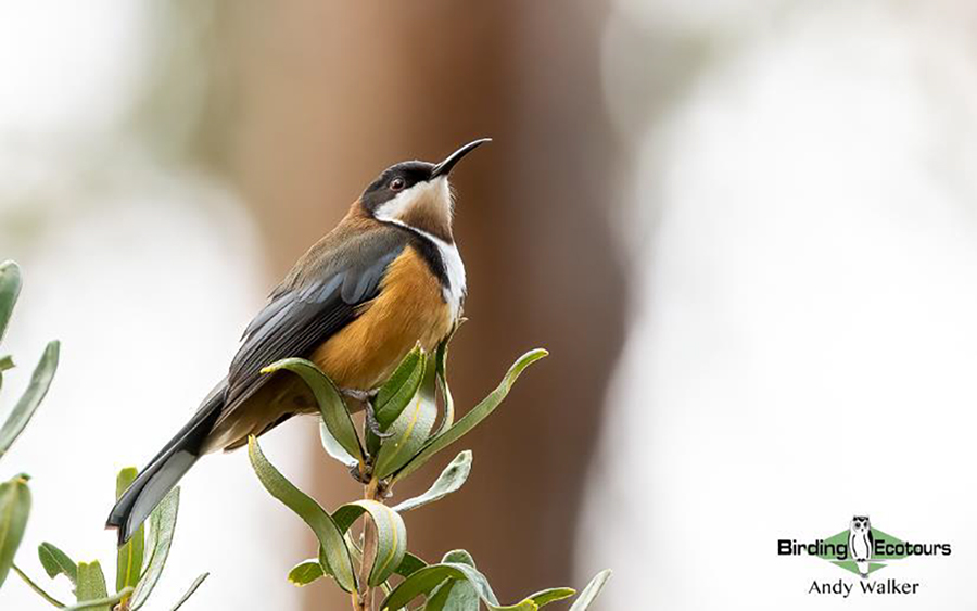 Tasmania birding report