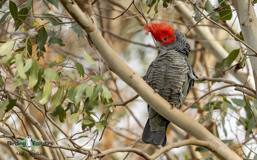 eastern australia report