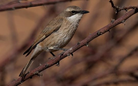 Namibia trip report