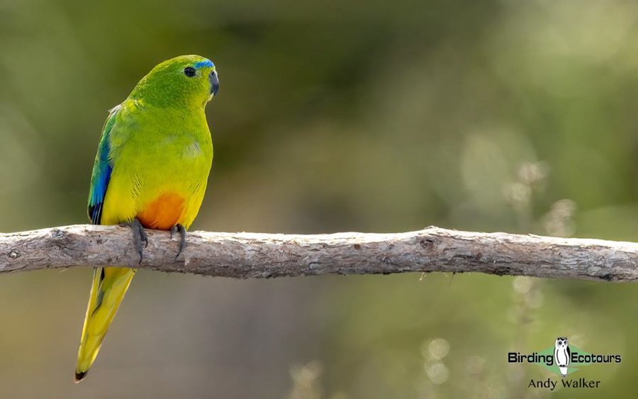 Tasmania birding report