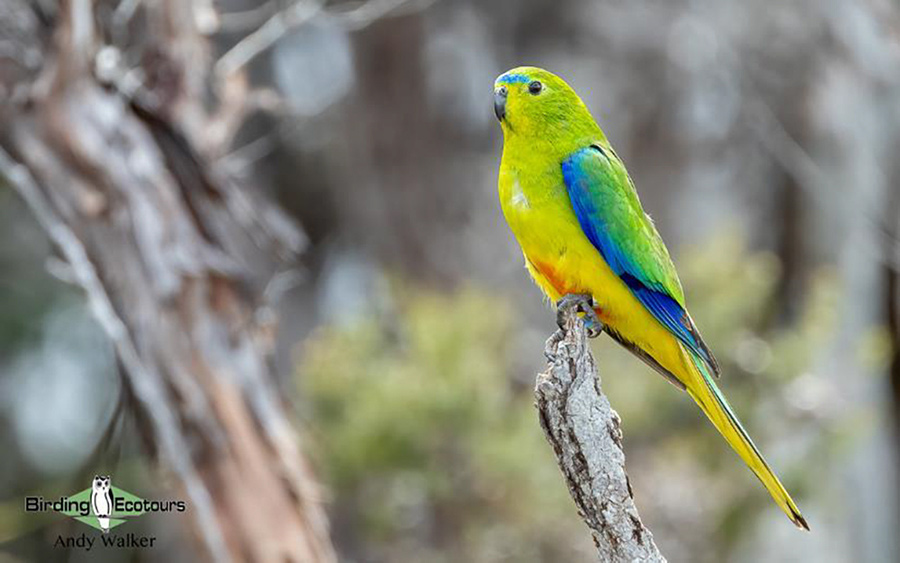 Tasmania birding report