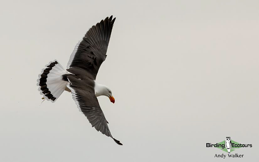 Tasmania birding report