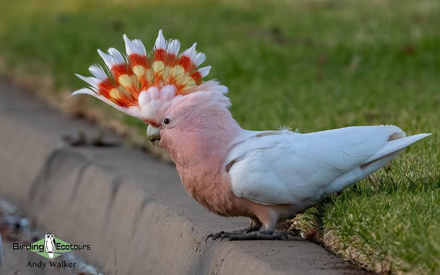 eastern australia report