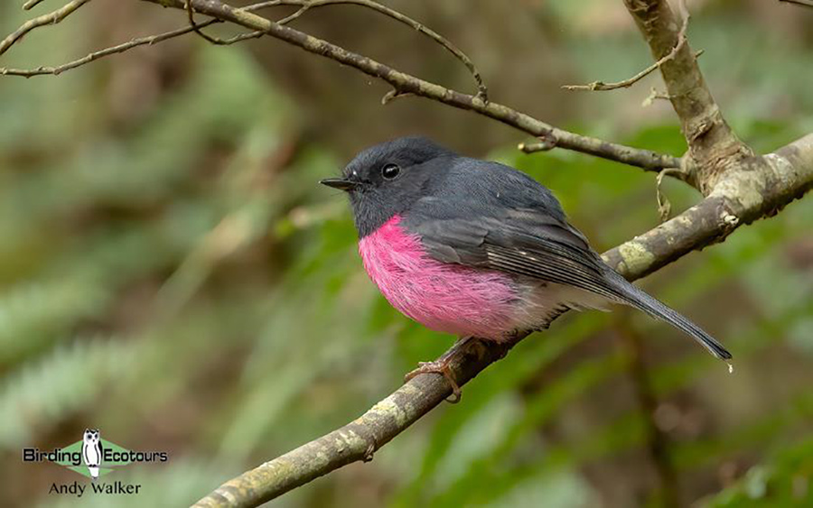 Tasmania birding report