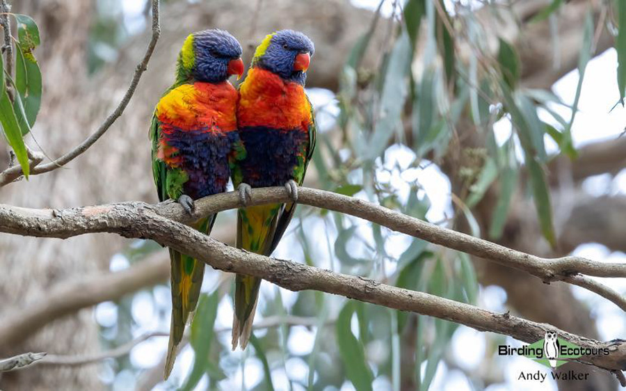 eastern australia report