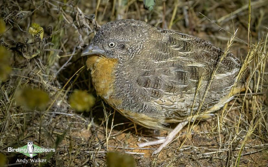 eastern australia report