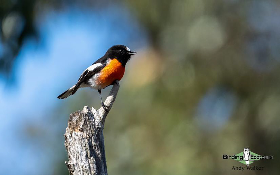 eastern australia report