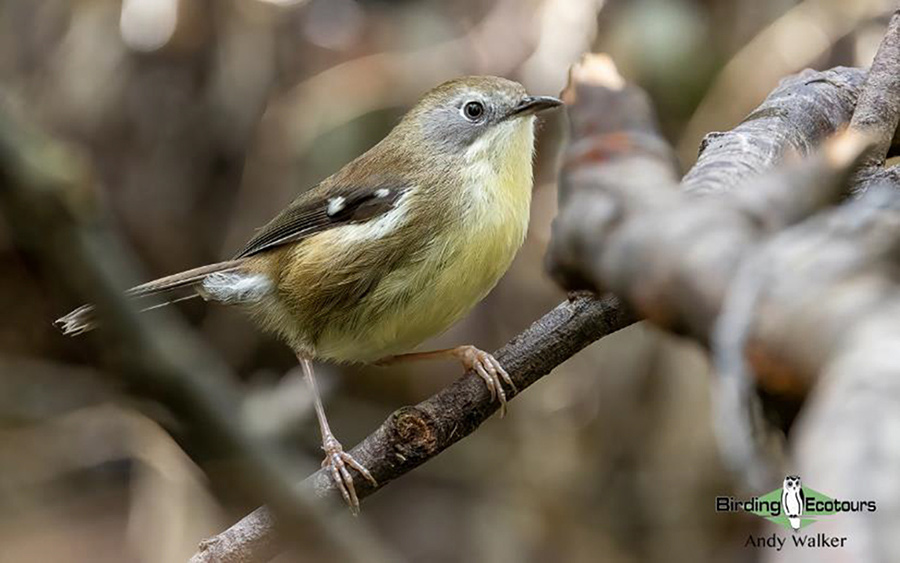 Tasmania birding report