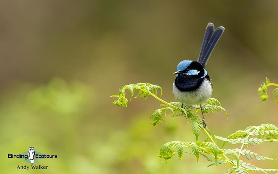 Tasmania birding report