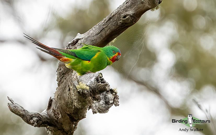 Tasmania birding report