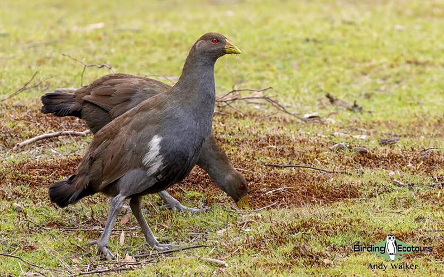 Tasmania birding report