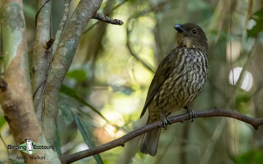 eastern australia report