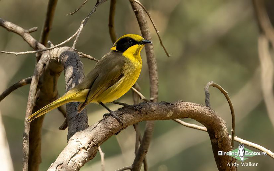 eastern australia report