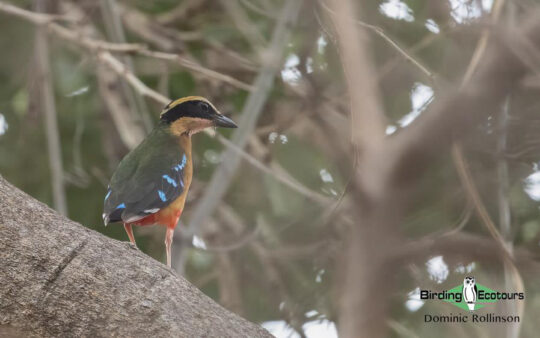 Zimbabwe birding tours