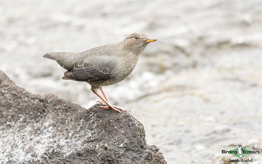 USA Wyoming birding report