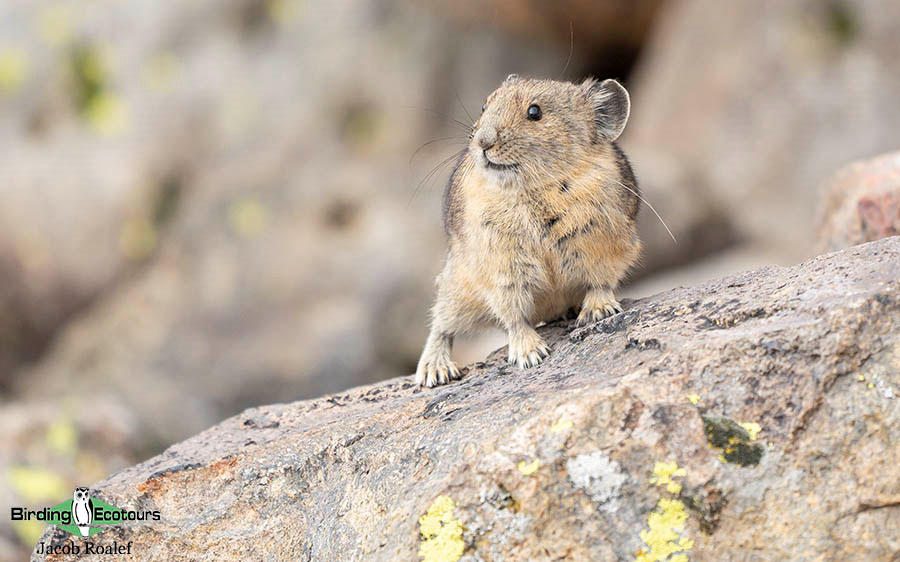 USA Wyoming birding report