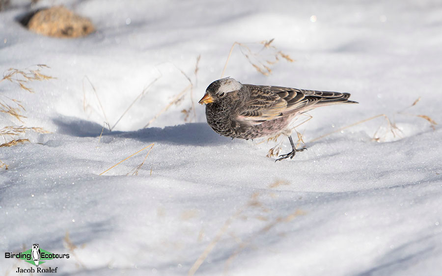 USA Wyoming birding report