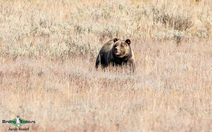 USA Wyoming birding report