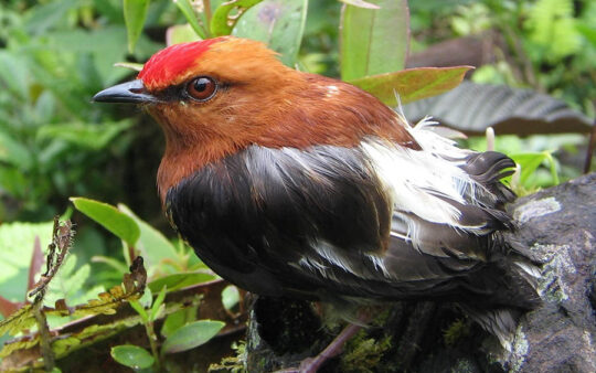 birdwatchers’ choices matter