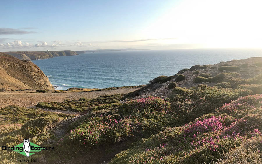 Cornwall Birding Tour