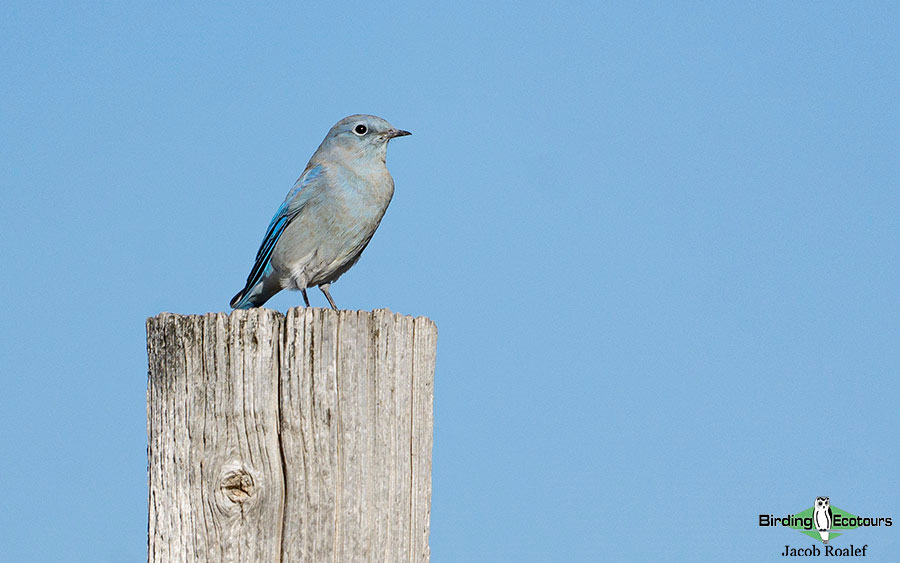 USA Wyoming birding report