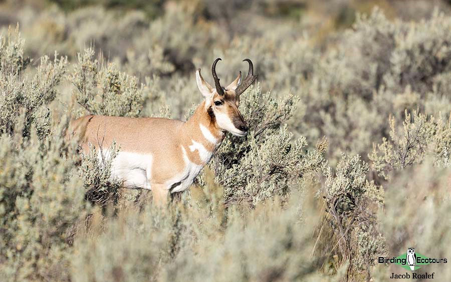 USA Wyoming birding report