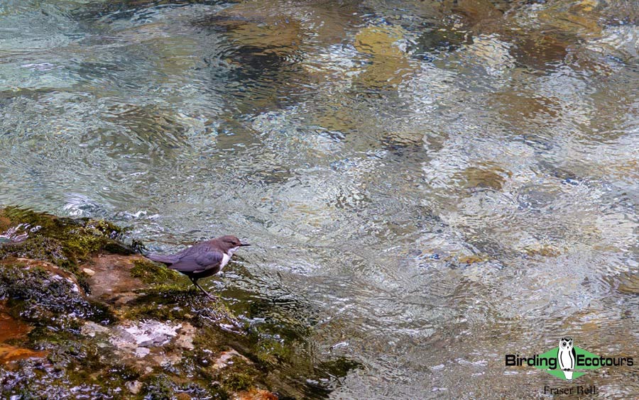 Cornwall Birding Tour