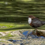 Cornwall birding tours