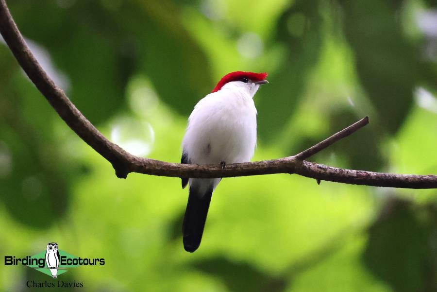 North-east Brazil endemics