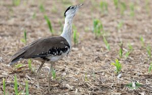 Australia birding tours