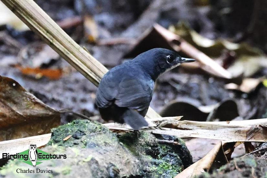 North-east Brazil endemics