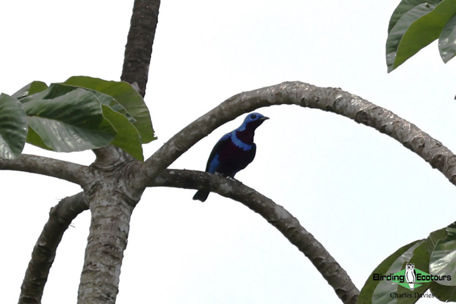 North-east Brazil endemics