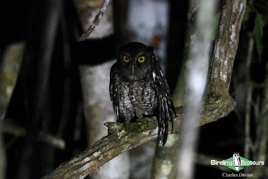 North-east Brazil endemics