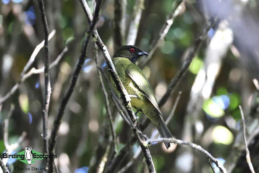 North-east Brazil endemics