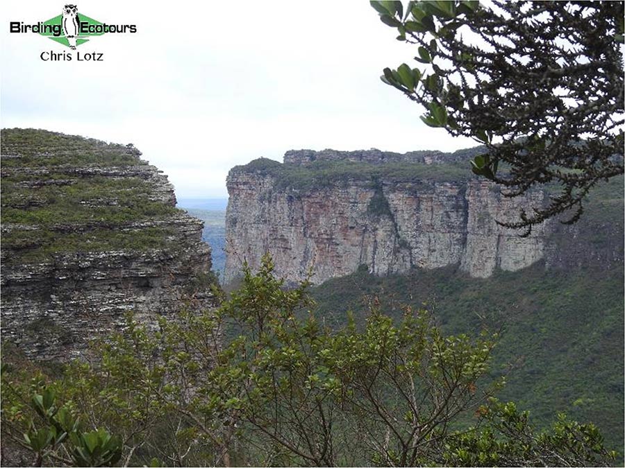 North-east Brazil endemics