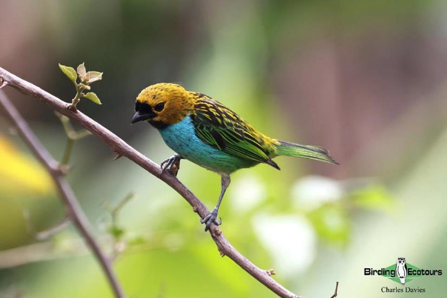 North-east Brazil endemics