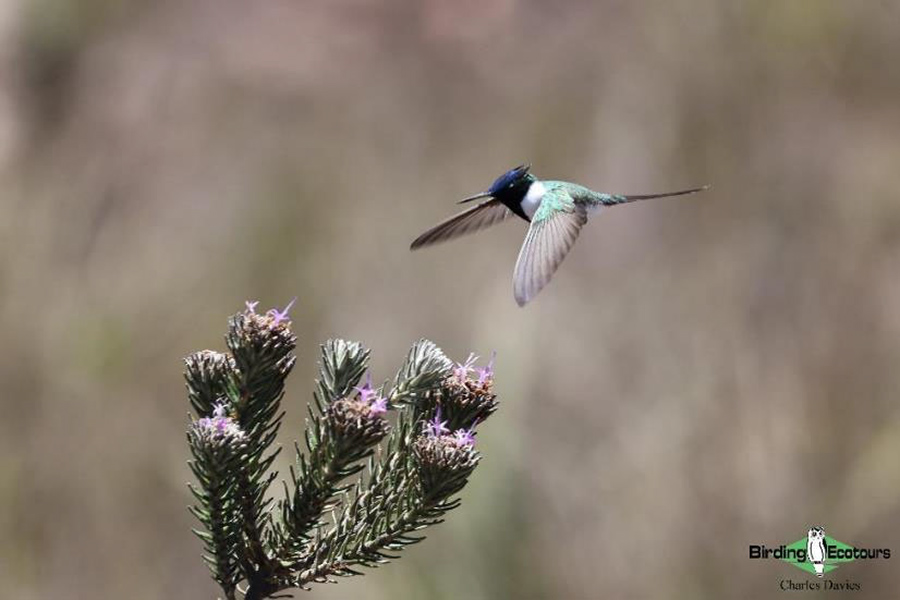 North-east Brazil endemics