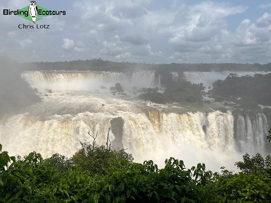 Brazil-Argentina birding report