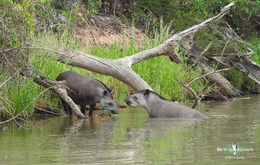 Brazil-Argentina birding report