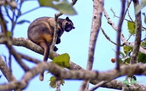 Australia birding tours