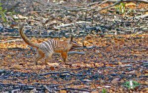 Australia birding tours